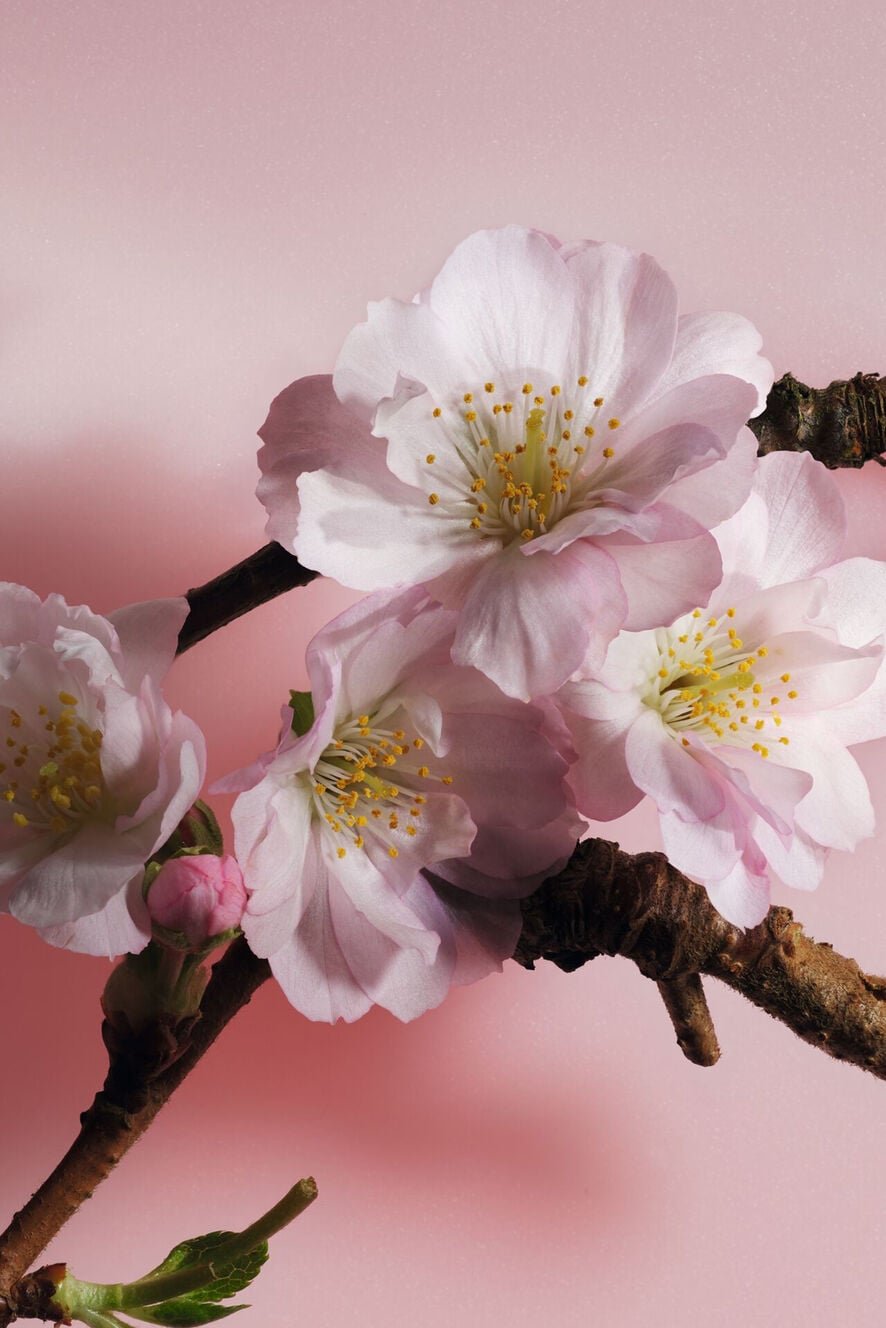 Sakura — 1.7 oz